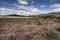 Heather on the Braes of Abernethy in Scotland.