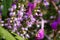 Heather. Branches with fine filigree purple flowers. Dreamy. Blurred background