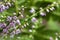 Heather. Branches with fine filigree purple flowers. Dreamy. Blurred background