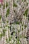 Heather Calluna blossom white, backdrop floral background closeup vertical. Blooming twigs of common heather