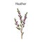 Heather calluna vulgaris branch with leaves and flowers - medicinal and honey plant