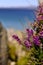 Heather on Camusdarach Beach, Arisaig, Scotland