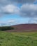 Heather clad hillside, Derbyshire England