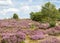 Heather covered heathland