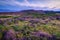 Heather covered Lordenshaws Hillfort and Simonside Hills