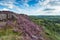 Heather at Curbar Edge