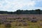 Heather fields and sand dunes alternate with great regularity.