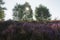 The heather fields in the Veluwe National Park during sunset