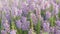 Heather flowering on the moors above Haworth the home of the Brontes, West Yorkshire