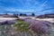 Heather flowering on sand dunes