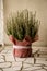 Heather flowers in a flowerpot decorated with pink paper and tied with a rope.