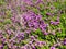 heather flowers in Ploumanac\'h site in summer