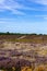 Heather in full bloom on beautiful Suffolk heathland at the end of summer, its an Area of Outstanding Natural Beauty