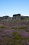 Heather in full bloom, Stanage edge, Peak District, Derbyshire