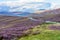 Heather on the gently rolling hills of Northern Scotland