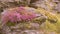 Heather on Gritstone rock.