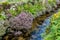 Heather growing in rocks alongside the River Meavy, Dartmoor, Plymouth, Devon