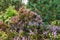 Heather growing in a wild forest. Beautiful landscape of purple flowers flourishing nature surrounded by pine trees