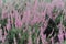 Heather or heath on heathland in full bloom and blossom in autumn or fall