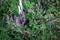 Heather herb carpet with small purple flowers an dtiny green leaves