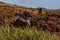 Heather on the Hillside surrounding Pobull Fhinn stone circle on the Island of North Uist