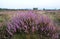 Heather on the moorland