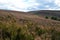 Heather moorland in The Cairngorms National Park, Scotland, the last haven for the Capercaillie