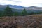 Heather moorland in The Cairngorms National Park, Scotland, the last haven for the Capercaillie