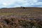 Heather moorland in The Cairngorms National Park, Scotland, the last haven for the Capercaillie