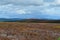 Heather moorland in The Cairngorms National Park, Scotland, the last haven for the Capercaillie