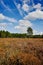 Heather moorland in Kempen forests, North Brabant, the Netherlands