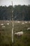 Heather moorland landscape with birch trees and sheep grazing