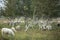 Heather moorland landscape with birch trees and sheep grazing