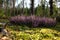 Heather in the pine forest.