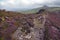 Heather rocks on the irish coast