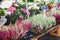 Heather for sale on local flower market in Paris