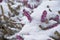 Heather. Snowy Calluna vulgaris. Calluna vulgaris covered with snow.