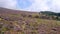 Heather strewn fell side, Lake District