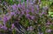 Heather thickets with purple flowers in the forest