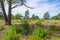 Heather and trees in glade in a forest in bright sunlight in springtime