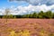Heathland with flowering common heather