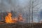 Heathland forest in fire