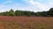 Heathland of the Misselhorn Heath near Hermannsburg