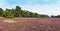 Heathland of the Misselhorn Heath near Hermannsburg