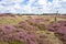 Heathland in the Nationaal Park Hoge Veluwe.