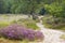 Heathland in National Park Maasduinen, Netherlands