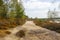 Heathland in National Park Maasduinen in the Netherlands