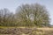 Heathland with oak trees.