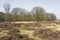 Heathland with oak trees.