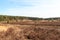 Heathland panorama and trees in Luneburg Heath near Undeloh and Wilsede, Germany